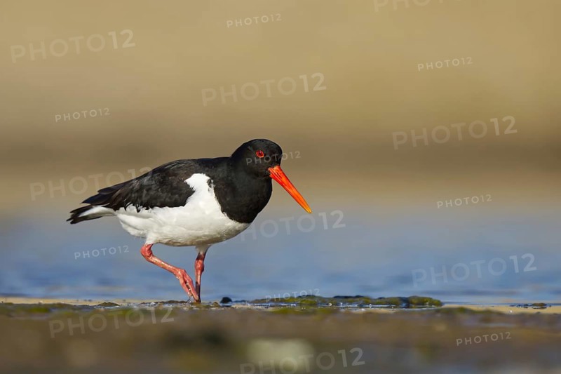 Eurasian Oystercatcher (Haematopus ostralegus) foraging, North Rhine-Westphalia, Germany