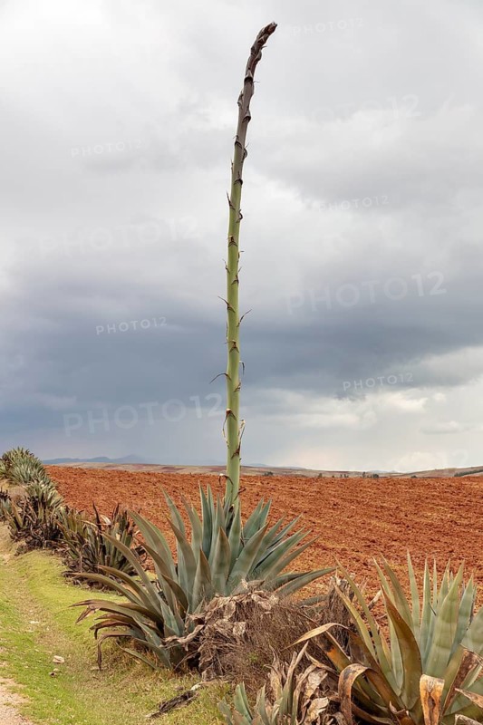 Agaves (Agave), Sacred Valley, Peru