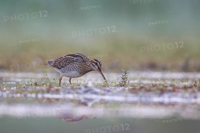 Common Snipe (Gallinago gallinago) foraging, North Rhine-Westphalia, Germany
