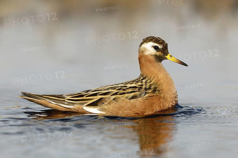 Red Phalarope (Phalaropus fulicarius), Alaska, USA