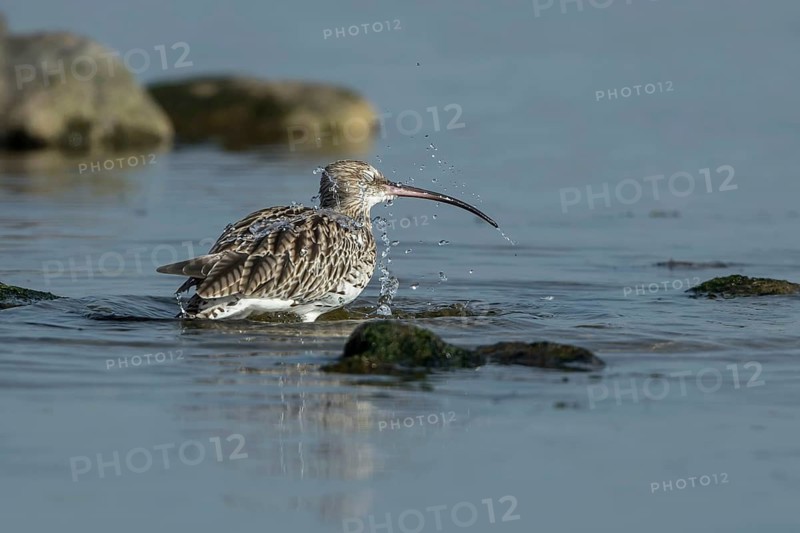 Eurasian Curlew (Numenius arquata) bathing, Mecklenburg-Western Pomerania, Germany