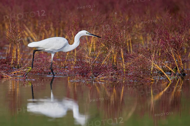 Little Egret (Egretta garzetta) foraging, Croatia