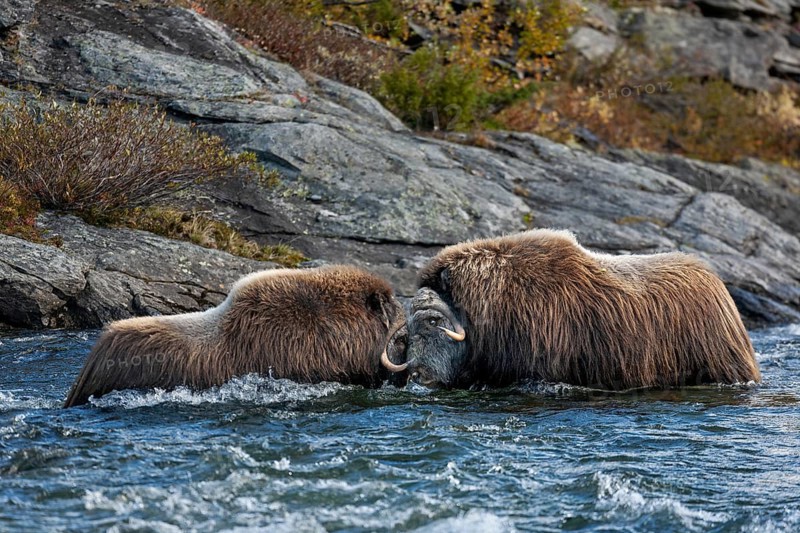 In the raging waters of the Svone, the musk ox bulls (Ovibos moschatus) start a playful fight, test of strength, fight, quarrel, current, autumn, Ruska, autumn colours, Tundra landscape, Norway