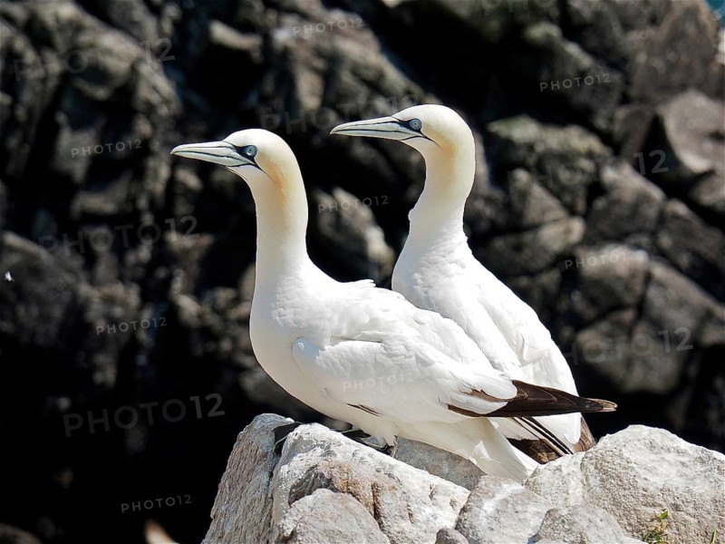 Northern gannet (Morus bassanus)