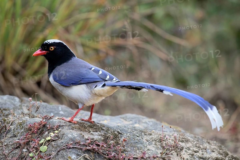 Red-billed Blue Magpie (Urocissa erythroryncha) perched on the ground, Yunnan, China
