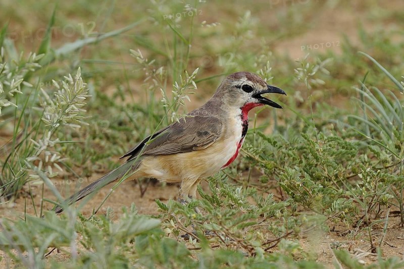 Rosy-patched Bushshrike (Telophorus cruentus) singing, Tsavo West National Park, Kenya