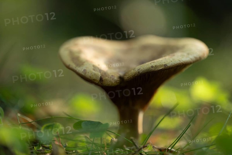 Brown Roll-rim (Paxillus involutus), fruiting body, lamellar mushroom, low depth of field, Lower Saxony, Germany
