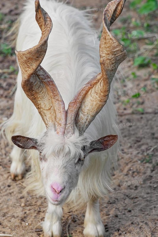 A rare Girgentana goat (Capra aegagrus hircus), Valley of the Temples, Agrigento, Sicily, Italy