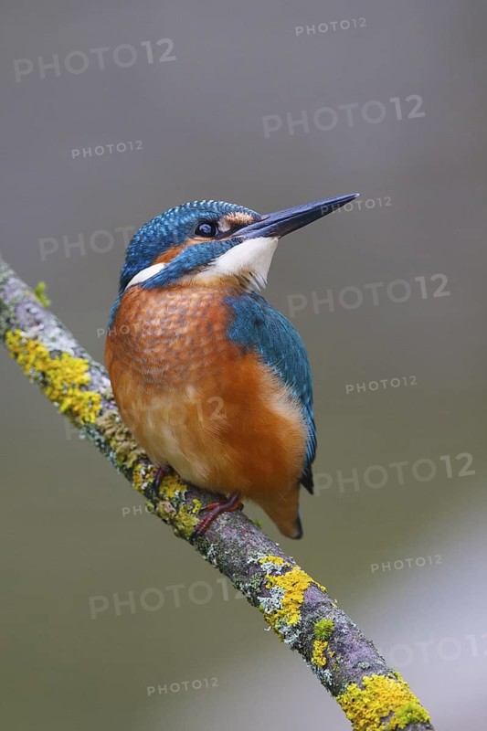 Common Kingfisher (Alcedo atthis) juvenile, Carinthia, Austria