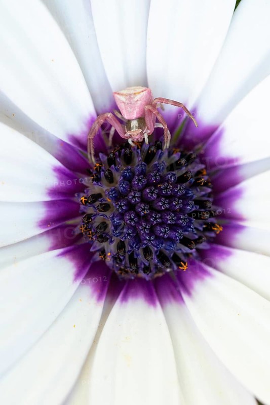 A pink crab spider rests at the center of an African daisy, Osteospermum, blending perfectly with the purple and white petals. This macro shot captures nature's camouflage and intricate details