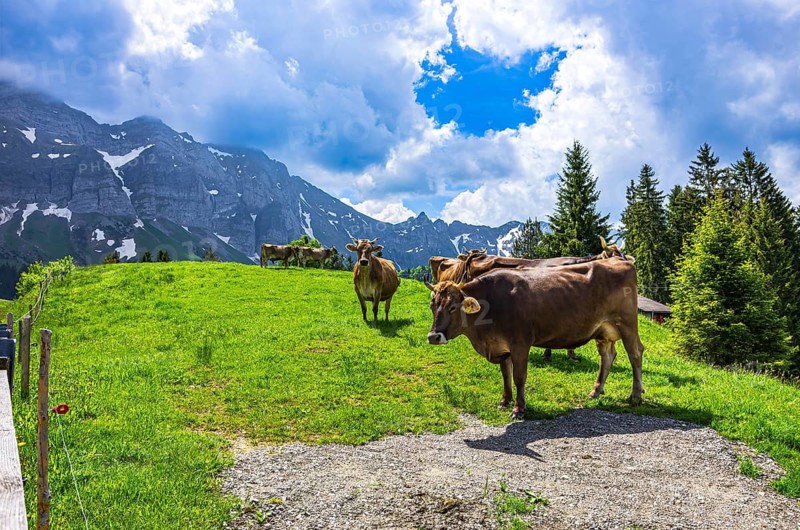 Braunvieh grazes on an alpine pasture in the Swiss Alps near Urnäsch and Schwägalp, Canton Appenzell Ausserrhoden, Switzerland. Swiss Brown Cattle Graze on an Alpine Pasture in the Swiss Alps near Urnäsch and Schwägalp, Canton of Appenzell Ausserrhoden, Switzerland