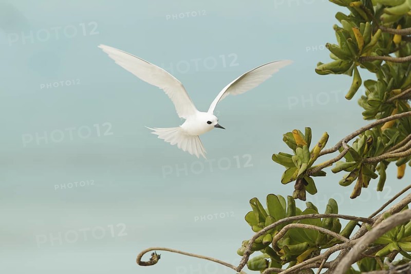 White Tern (Gygis alba) flying, Hawaii, USA