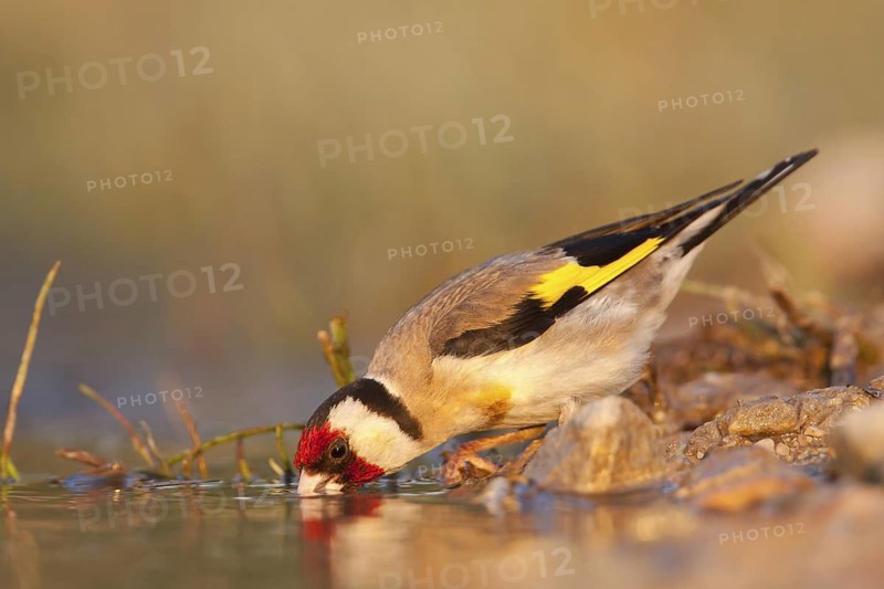 European Goldfinch (Carduelis carduelis), Croatia