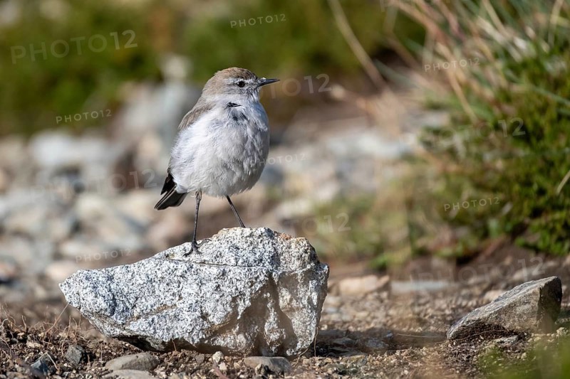 Rusty-capped Ground Tyrant (Muscisaxicola albilora), seen in Nahuel Huapi National Park, Bariloche, Patagonia, Argentina