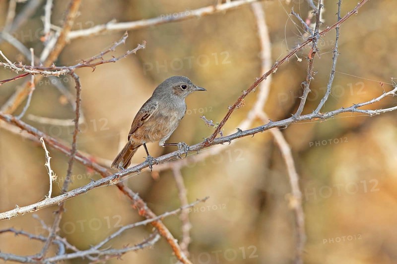 Brown-tailed Rock Chat (Oenanthe scotocerca), Lake Baringo, Kenya