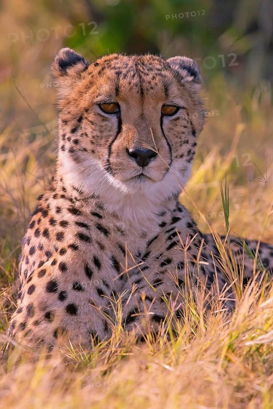 Africa, Botswana, cheetah, Acinonyx jubatus, Botswana, Botswana
