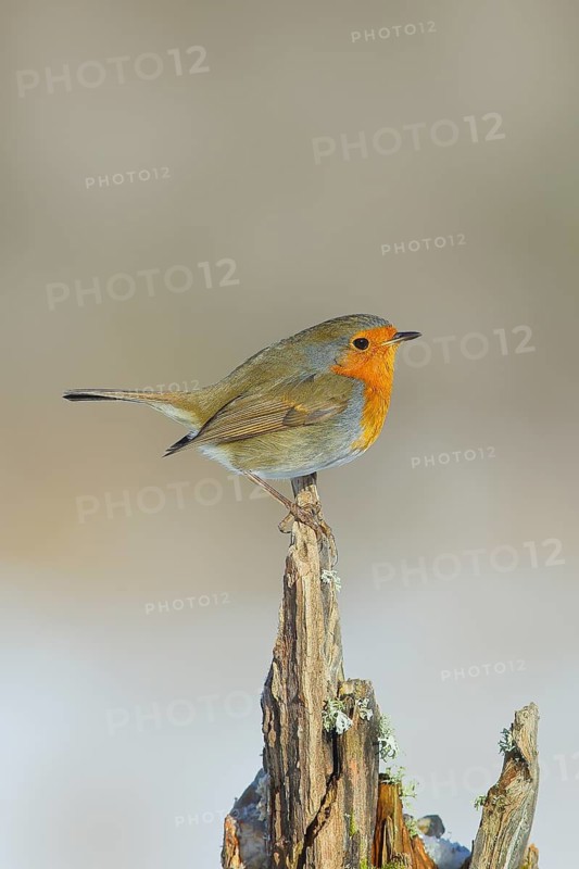Robin (Erithacus rubecula) standing on tree stump, wildlife, winter, animals, birds, songbird, Siegerland, North Rhine-Westphalia, Germany North Rhine-Westphalia, Germany
