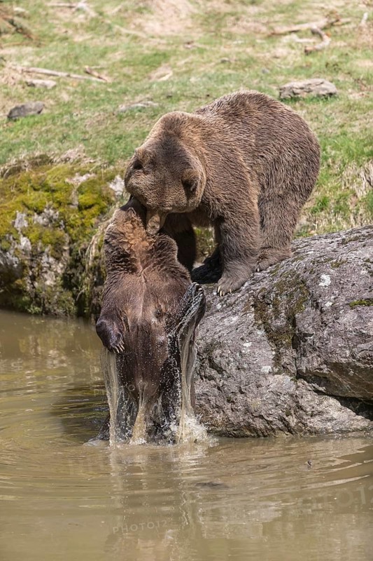 Two adult eurasian brown bears (Ursus arctos arctos), one male and one female, play fighting in a pond in late light