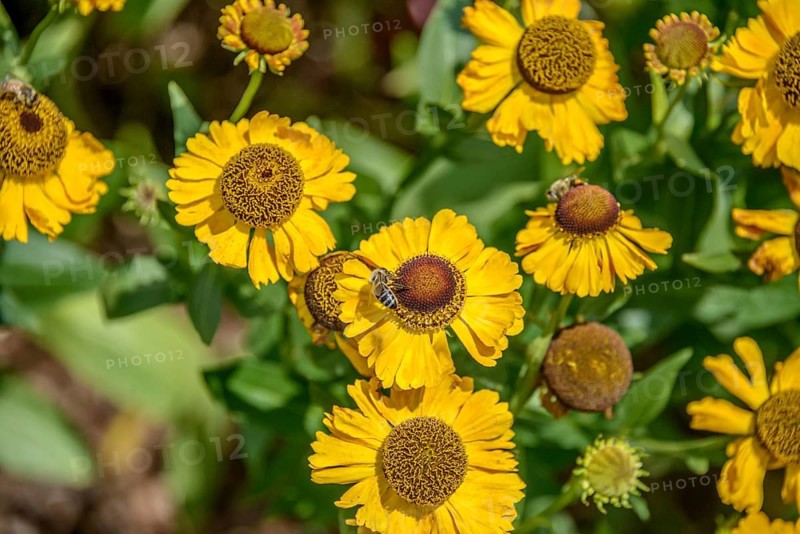 Sunflower (Helenium 'Goldrausch'),  Germany