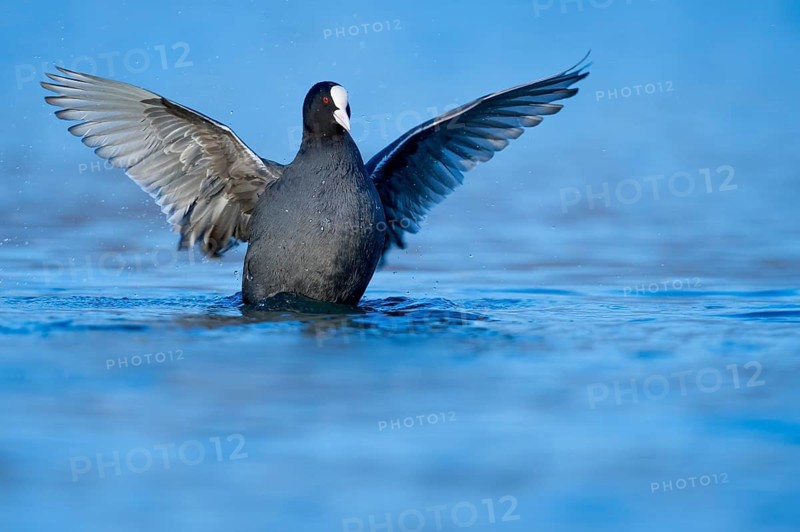 Eurasian Coot (Fulica atra) flapping, Rhineland-Palatinate, Germany