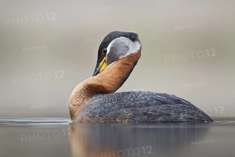Red-necked Grebe (Podiceps grisegena) female, British Columbia, Canada
