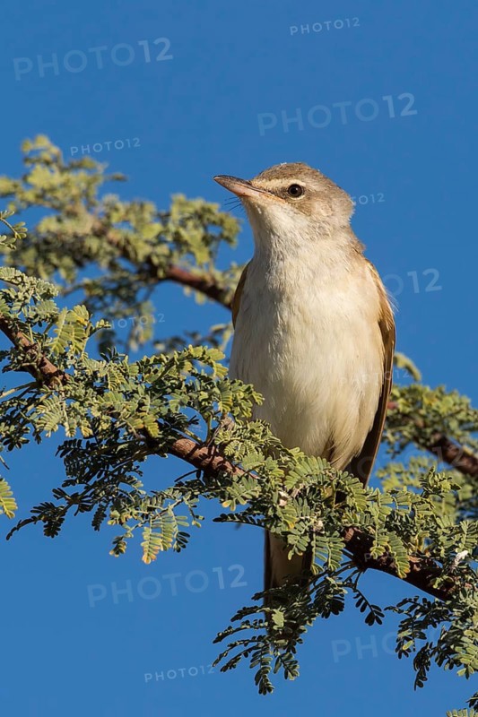 Clamorous Reed Warbler (Acrocephalus stentoreus) perched on a branch, Eilat, Israel