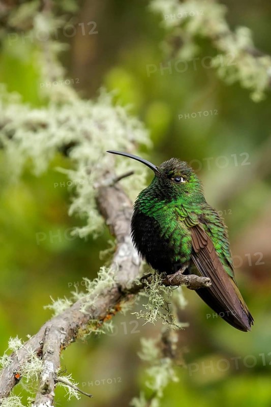 Mountain Velvetbreast (Lafresnaya lafresnayi) perched on a branch in the Andes Mountains of Colombia