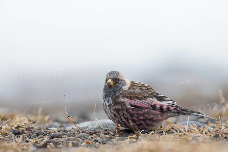 Asian Rosy Finch (Leucosticte arctoa) perched on the ground, Hokkaido, Japan