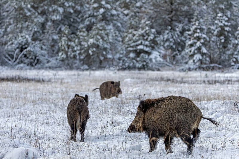 The wild boar (Sus scrofa) moves towards the supposed opponent, winter, snow, cold, intoxication, mating season, November, Denmark