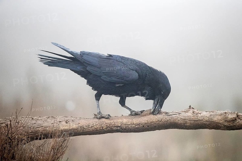 Northern Raven (Corvus corax) perched on a branch, Castile-La Mancha, Spain