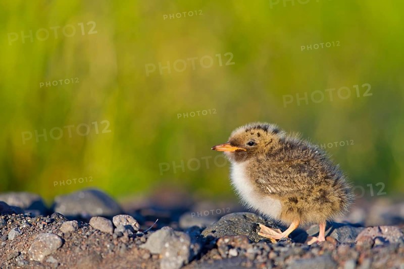 Arctic tern, (Sterna paradisaea), animals, birds, subspecies of the tern family, chicks, baby animals, Stapi, Ólafsvík, Iceland