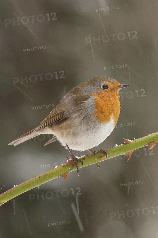 European Robin (Erithacus rubecula), St. Gallen, Switzerland