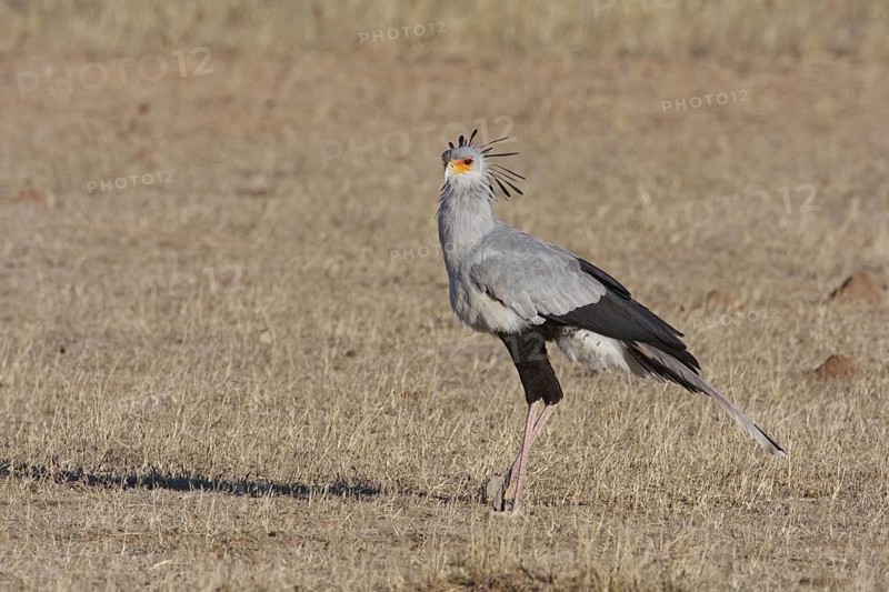 Secretarybird (Sagittarius serpentarius), Northern Cape, South Africa