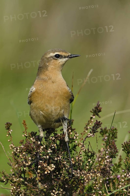 Northern Wheatear (Oenanthe oenanthe) female, Schleswig-Holstein, Germany