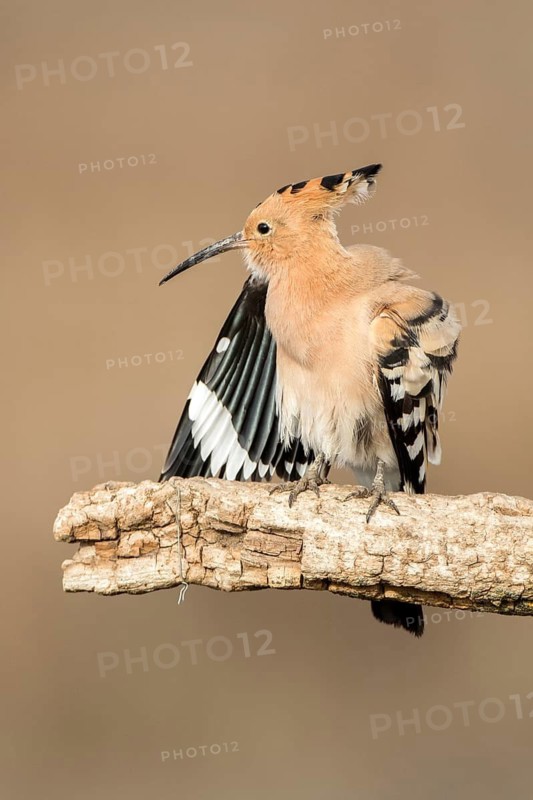 Eurasian Hoopoe (Upupa epops), Castile-La Mancha, Spain