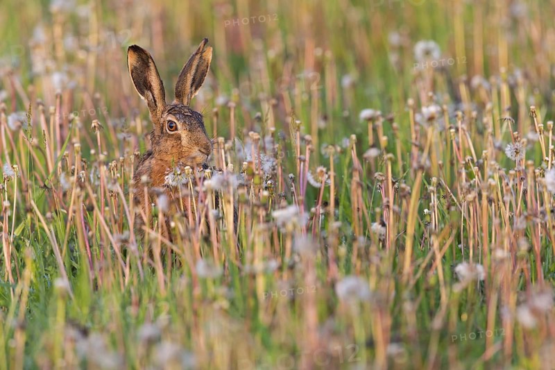 European hare, (Lepus europaeus), animals, mammals, hare, hare family, field, two, Lake Neusiedl, Andau, Burgenland, Austria