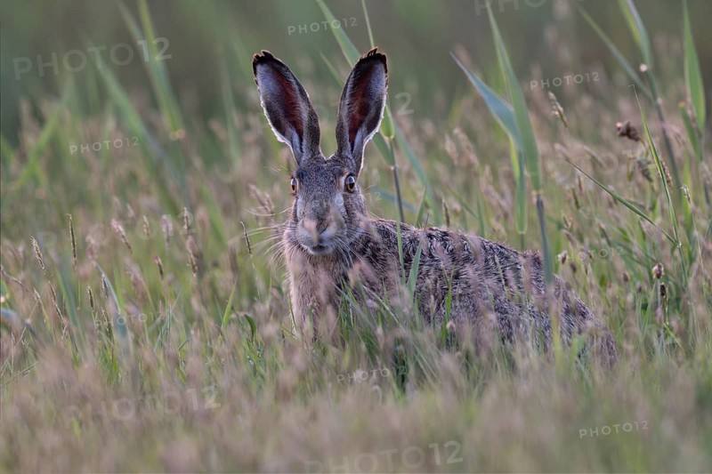 European hare (Lepus europaeus), Texel, Netherlands