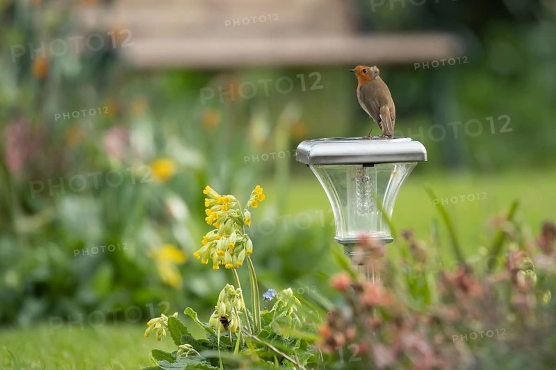 European robin (Erithacus rubecula) adult garden bird on a light in spring, Suffolk, England, United Kingdom
