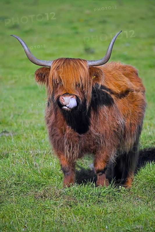 Highland bull, Scottish breed of rustic cattle picking nose with tongue in meadow, pasture
