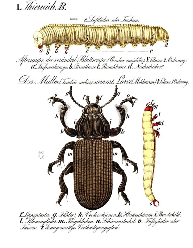 Animal kingdom anatomy, the miller, flour beetle, Tenebrio molior, beetle from the black beetle family, reproduction of a historical school picture, mural or teaching board, authentic, exact date unknown