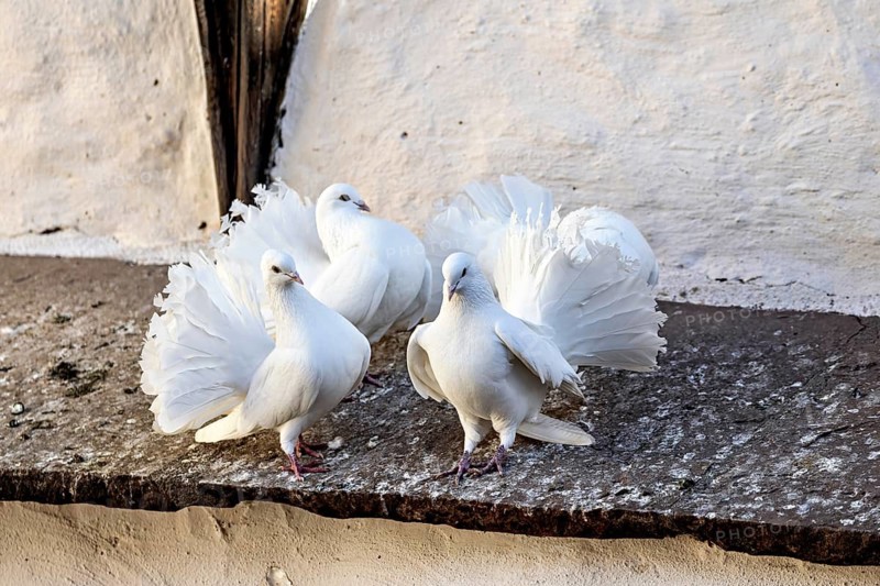 Three white doves standing on a stone ledge in front of a wall, The white doves at Wartburg Castle near Eisenach in Thuringia