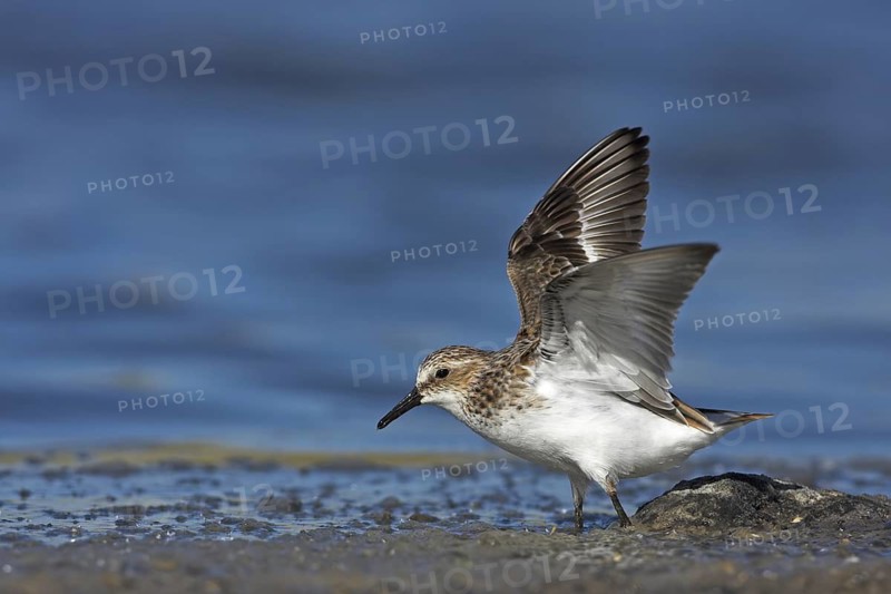 Little Stint (Calidris minuta), Greece