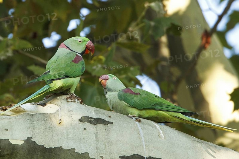 Alexandrine Parakeet (Psittacula eupatria) pair, Rhineland-Palatinate, Germany