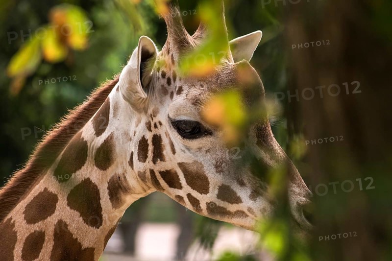 A giraffe peers through lush green foliage in its natural habitat, showcasing its distinctive spotted pattern and long neck. Captured in soft, natural light