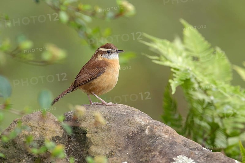 Carolina Wren (Thryothorus ludovicianus) perched on a rock, Texas, USA