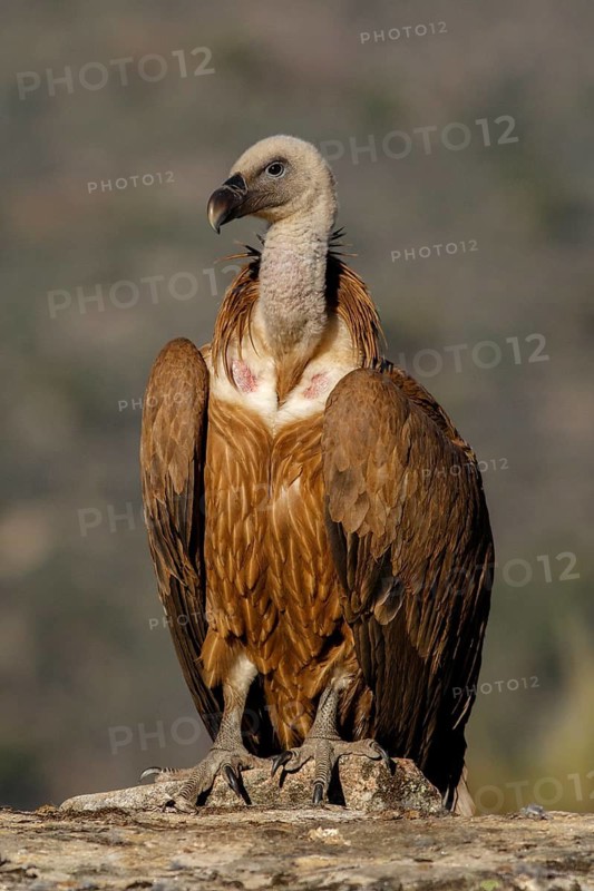 Griffon Vulture (Gyps fulvus) on rocks, Castile and Leon, Spain