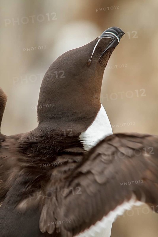 Razorbill (Alca torda), Farne Islands, United Kingdom