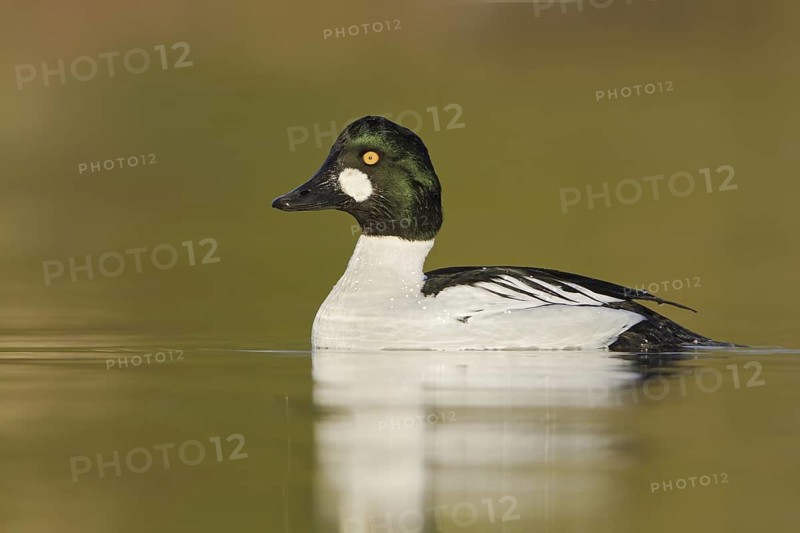 Common Goldeneye (Bucephala clangula) male, British Columbia, Canada