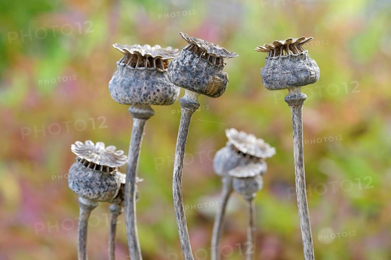 Closeup of dried poppies. shallow depth of field and colobackground. Hessen, Germany