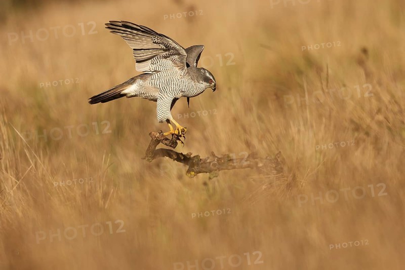 A female Northern Goshawk skillfully balances on a branch, surrounded by a golden grassland. The bird's powerful stance and striking plumage are captured in natural light